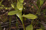 Seaside brookweed <BR>Water pimpernel